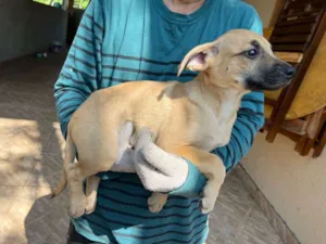 Cachorro raça Indefinida  idade 2 a 6 meses nome Cachorro 1