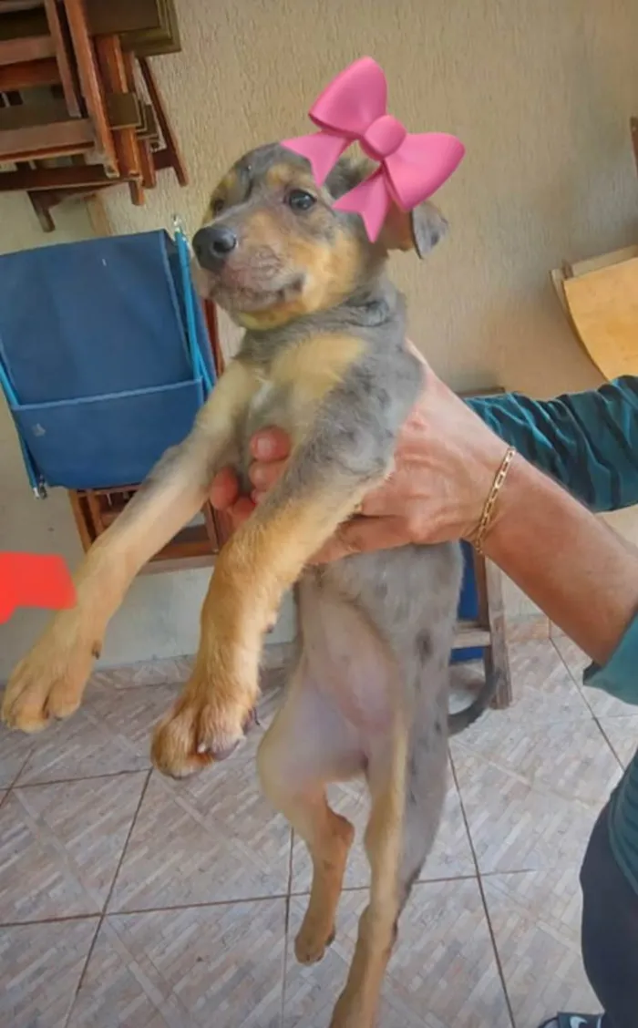 Cachorro ra a Indefinida  idade 2 a 6 meses nome Cadela 1