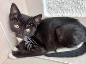 Gato raça Srd frajolinha lindo  idade 2 a 6 meses nome Chokito bb3meses 