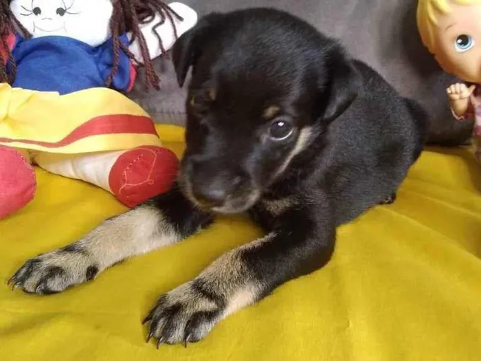 Cachorro ra a SRD-Vira lata idade Abaixo de 2 meses nome Não tem