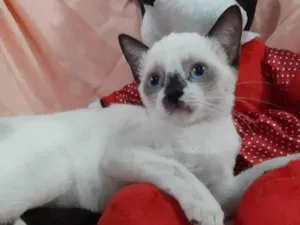 Gato raça Sem raça definida.  idade 2 a 6 meses nome PRINCESA  