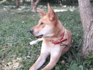 Cachorro raça Viralata idade 1 ano nome Scooby