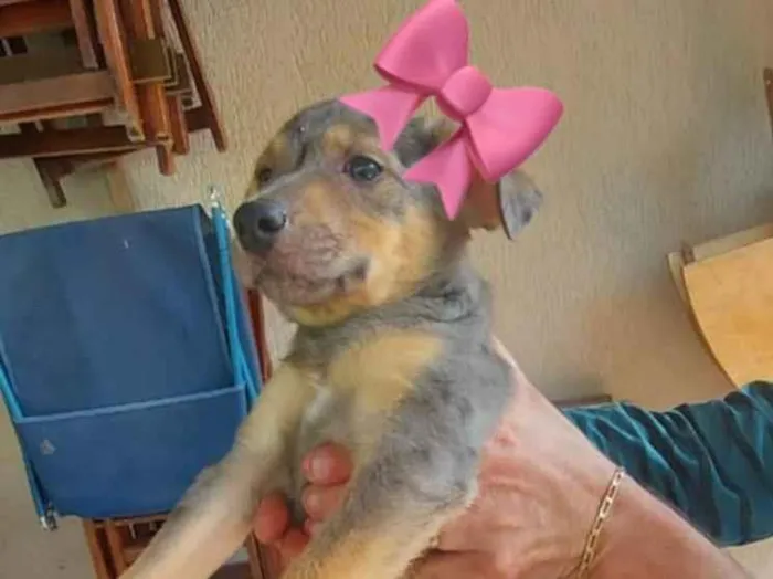 Cachorro ra a Indefinida  idade 2 a 6 meses nome Cadela 1