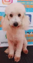 Mel 