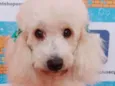 Mel 
