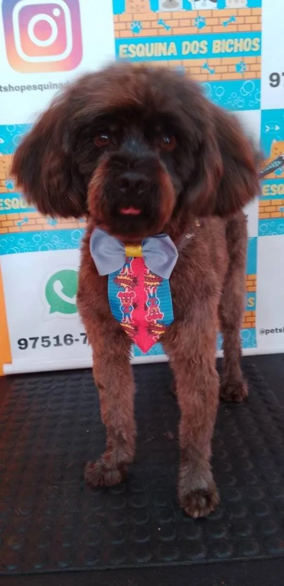 Cachorro ra a Poodle idade 4 anos nome Toy