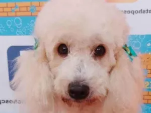 Cachorro raça Poodle idade 3 anos nome Mel 