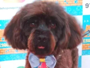 Cachorro raça Poodle idade 4 anos nome Toy