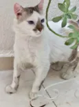 Gato raça Std idade 2 anos nome Snow lindíssimo 