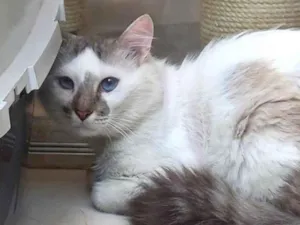 Gato raça Std idade 2 anos nome Snow lindíssimo 