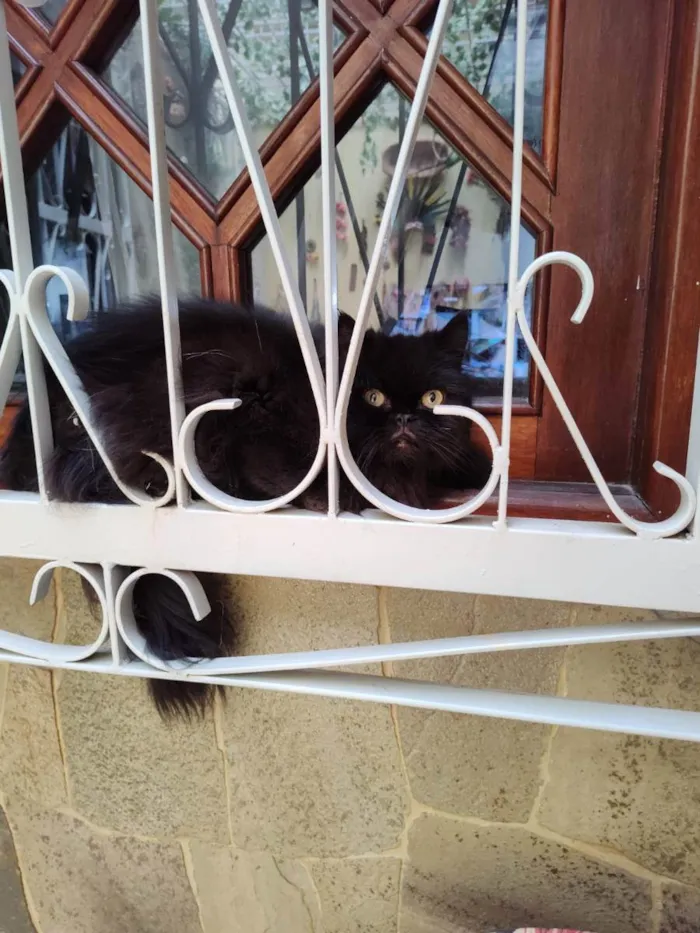 Gato ra a Persa idade 1 ano nome Pretinho