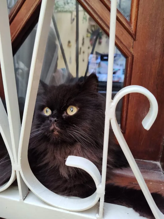 Gato ra a Persa idade 1 ano nome Pretinho