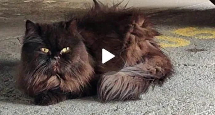 Gato ra a Persa idade 1 ano nome Pretinho