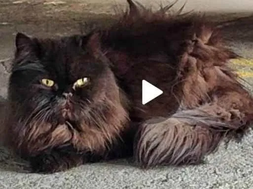 Gato ra a Persa idade 1 ano nome Pretinho