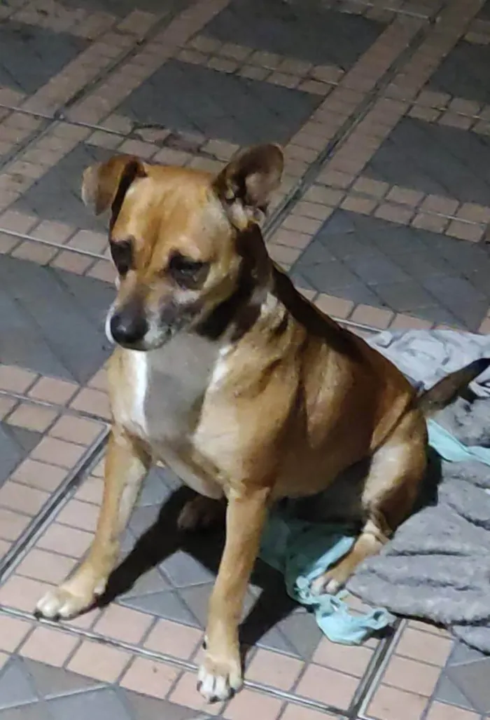 Cachorro ra a Vira lata idade 4 anos nome Lola