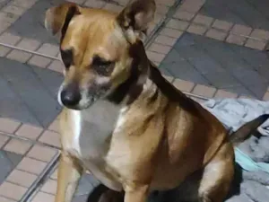 Cachorro raça Vira lata idade 4 anos nome Lola