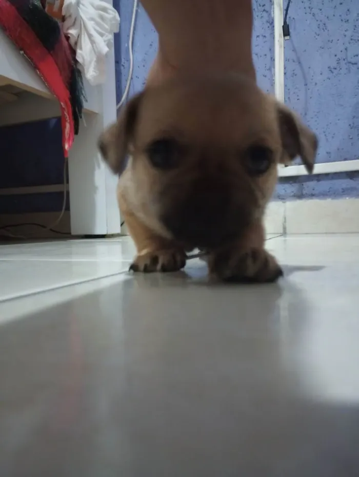 Cachorro ra a . idade Abaixo de 2 meses nome .