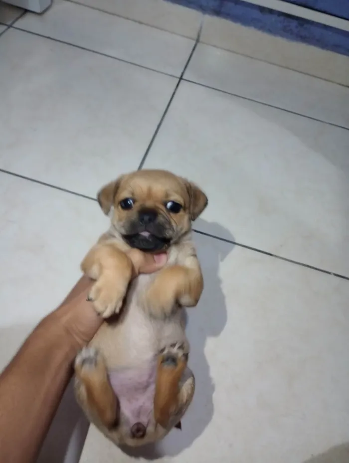Cachorro ra a . idade Abaixo de 2 meses nome .
