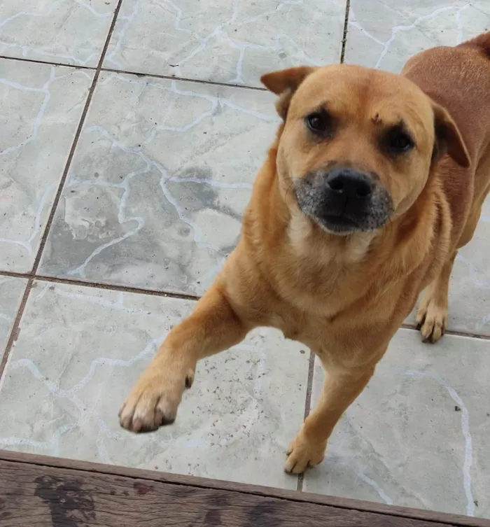 Cachorro ra a Charpei com vira lata  idade 3 anos nome Bob