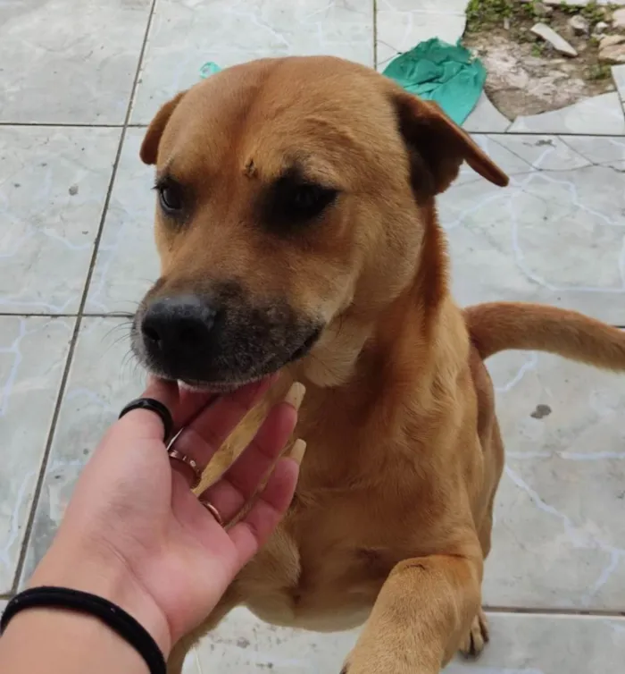 Cachorro ra a Charpei com vira lata  idade 3 anos nome Bob