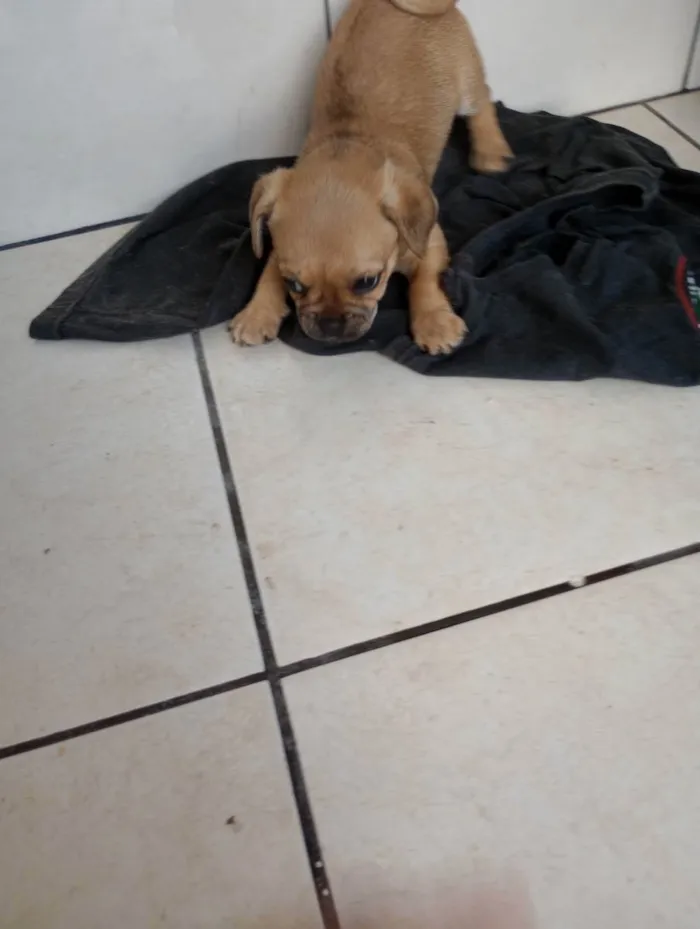 Cachorro ra a . idade Abaixo de 2 meses nome .