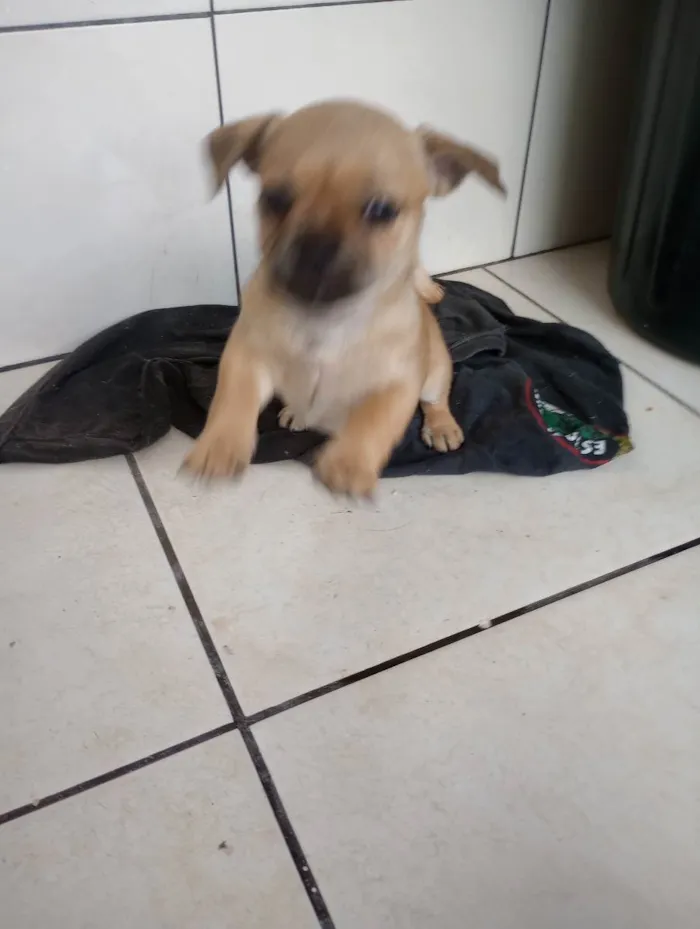 Cachorro ra a . idade Abaixo de 2 meses nome .