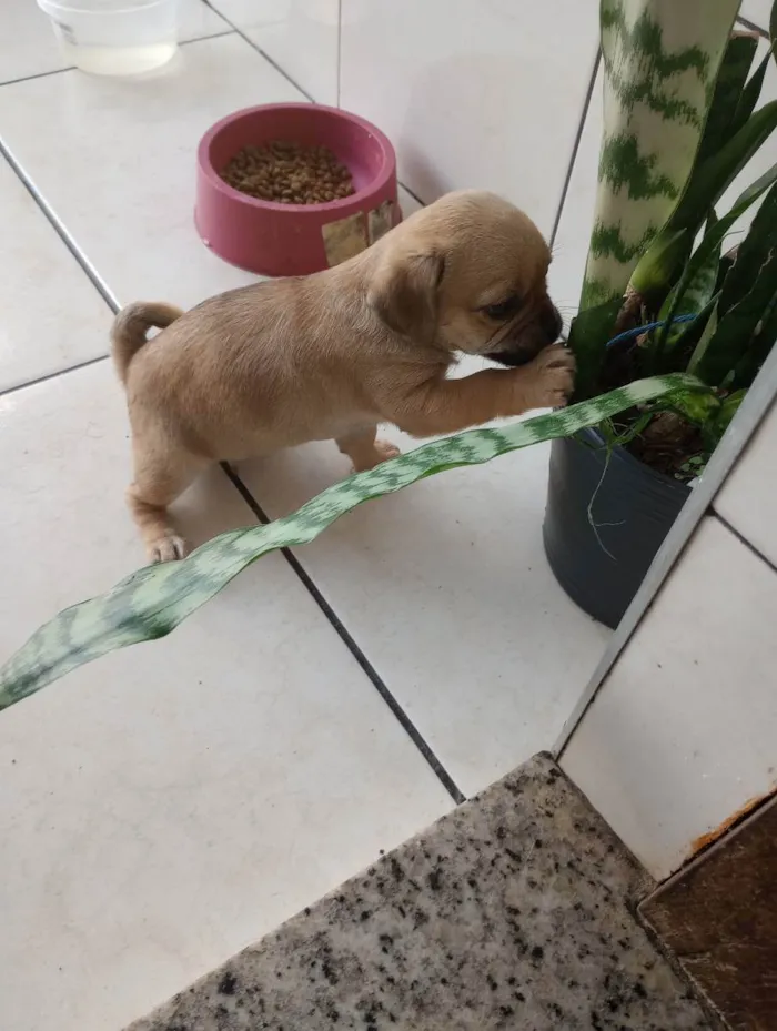 Cachorro ra a . idade Abaixo de 2 meses nome .