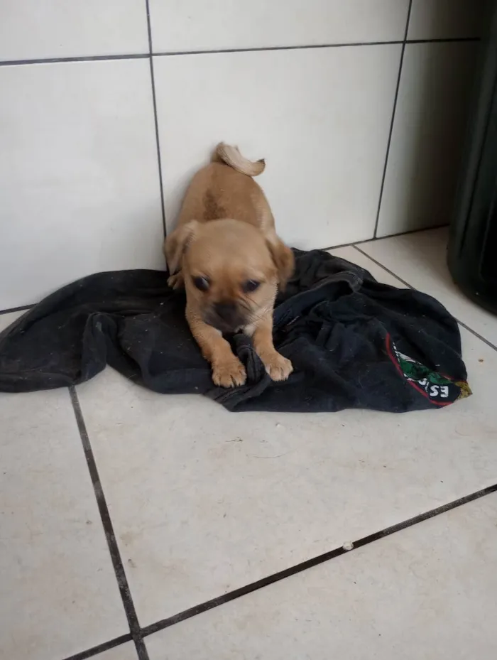 Cachorro ra a . idade Abaixo de 2 meses nome .