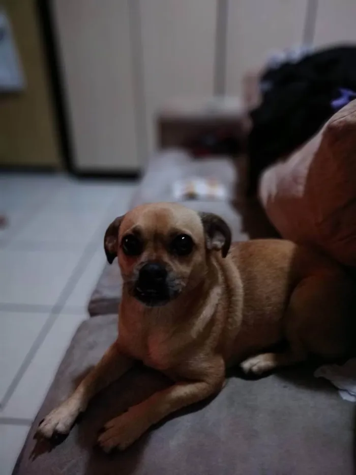 Cachorro ra a . idade Abaixo de 2 meses nome .