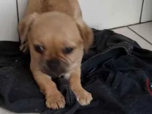 Cachorro raça . idade Abaixo de 2 meses nome .