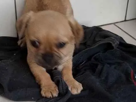Cachorro ra a . idade Abaixo de 2 meses nome .
