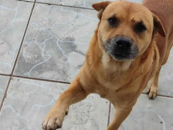 Cachorro ra a Charpei com vira lata  idade 3 anos nome Bob