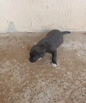 Cachorro raça Vira-latas  idade 2 a 6 meses nome Não tem nome