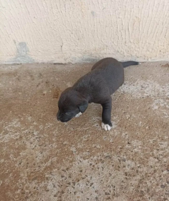 Cachorro ra a Vira-latas  idade 2 a 6 meses nome Não tem nome
