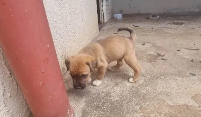 Cachorro ra a Vira-latas  idade 2 a 6 meses nome Não tem nome