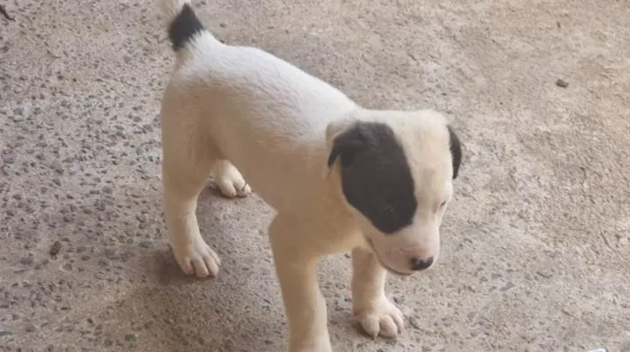 Cachorro ra a Vira-latas  idade 2 a 6 meses nome Não tem nome
