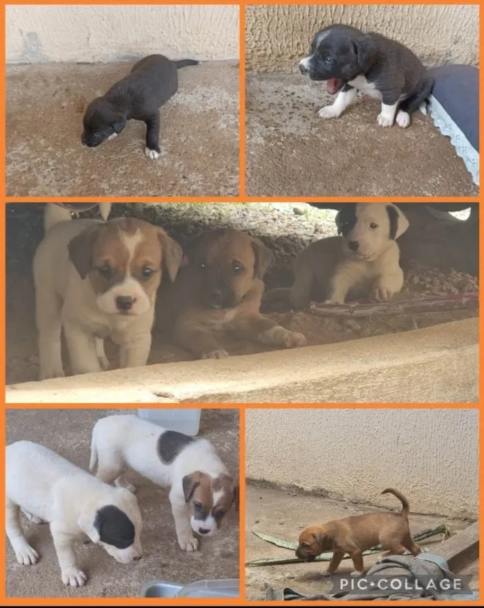 Cachorro ra a Vira-latas  idade 2 a 6 meses nome Não tem nome