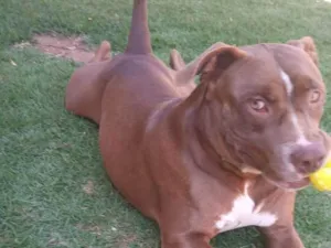 Cachorro raça Pitbull idade 1 ano nome Pit