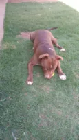 Pit