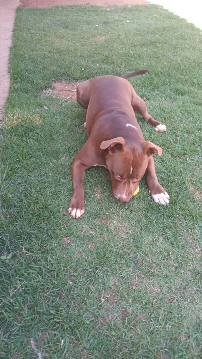 Cachorro ra a Pitbull idade 1 ano nome Pit