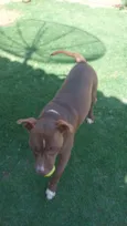 Pit