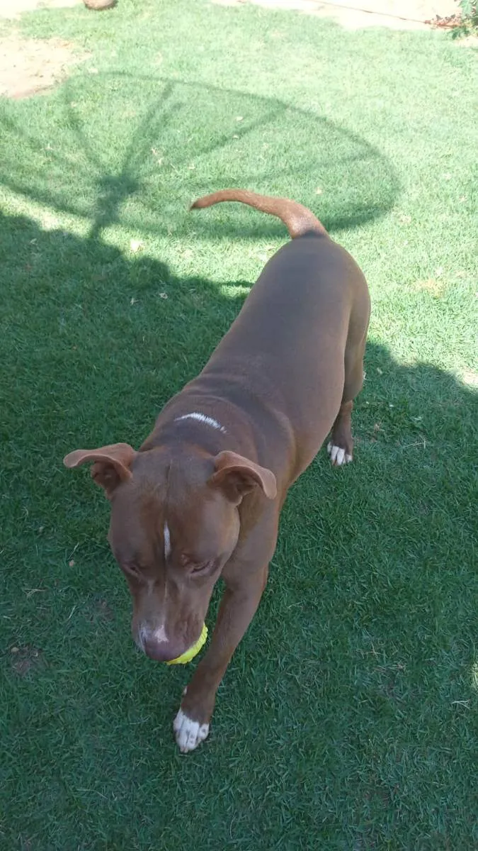 Cachorro ra a Pitbull idade 1 ano nome Pit
