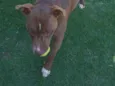 Pit