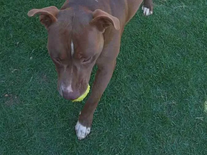 Cachorro ra a Pitbull idade 1 ano nome Pit