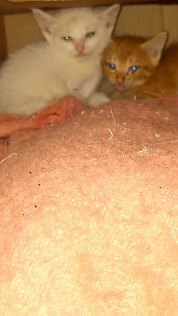 Gato ra a Indefinida idade 2 a 6 meses nome Sem nome