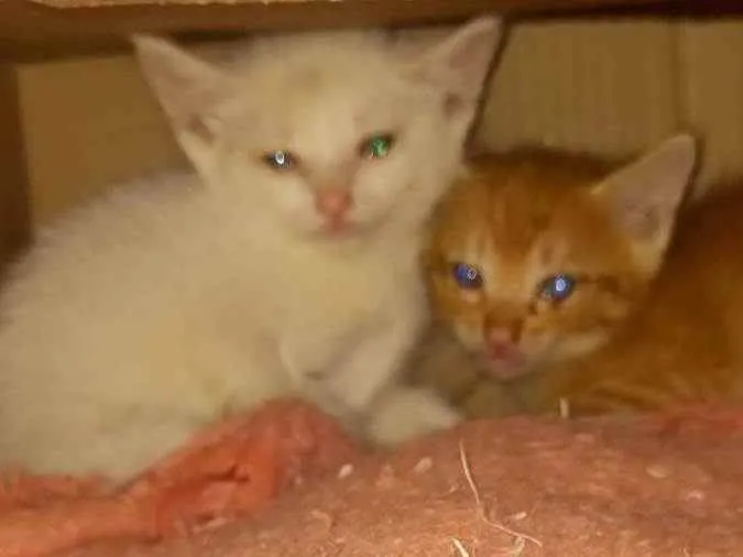 Gato ra a Indefinida idade 2 a 6 meses nome Sem nome