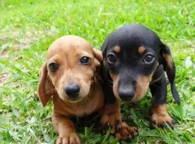 Cachorro ra a pequena idade Abaixo de 2 meses nome belinha