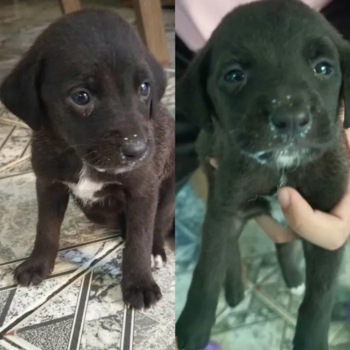 Cachorro raça Sem raça definida  idade Abaixo de 2 meses nome Frida