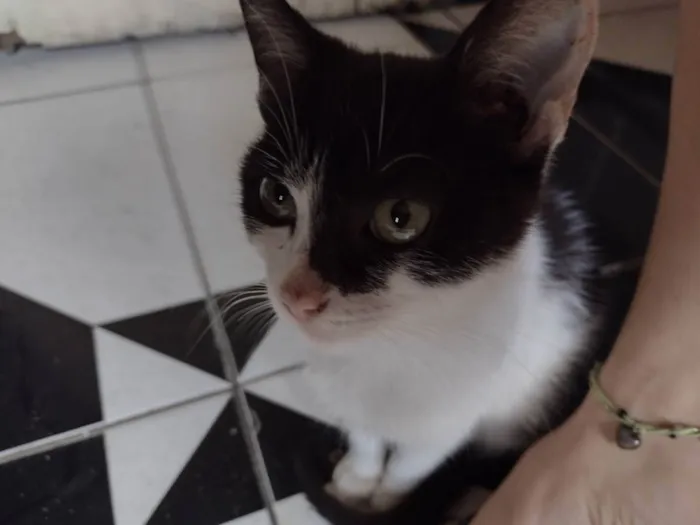 Gato raça SRD idade 2 a 6 meses nome Sem Nome