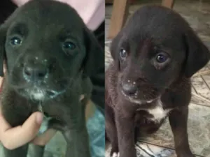 Cachorro raça Sem raça definida  idade Abaixo de 2 meses nome Frida